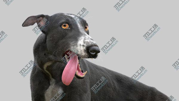 images/goods_img/20210312/3D Greyhound (3) (Fur) (Rigged)/5.jpg